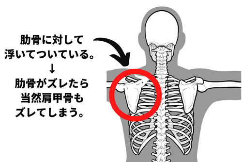 肋骨と肩甲骨