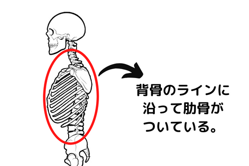 肋骨　背骨　関係性