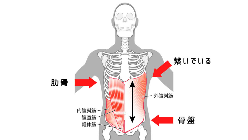 骨盤と肋骨と腹筋