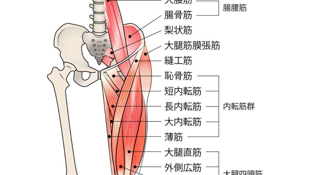 股関節周りの筋肉