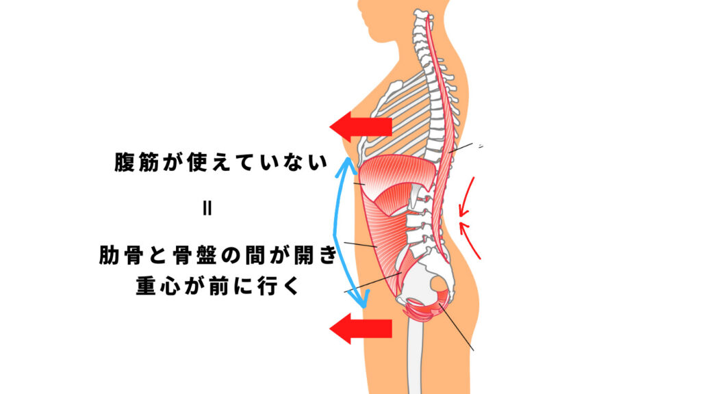 腹筋と骨盤、肋骨の関係性